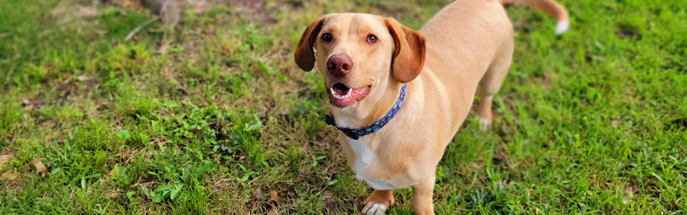 Wags and Wiggles Rescue