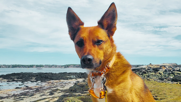 Dog on a hike