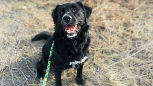 Dog in field