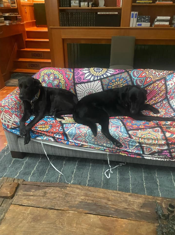 WWR alums Zuko and Oakley enjoyed a week of water and sun; we love these updates 🐶